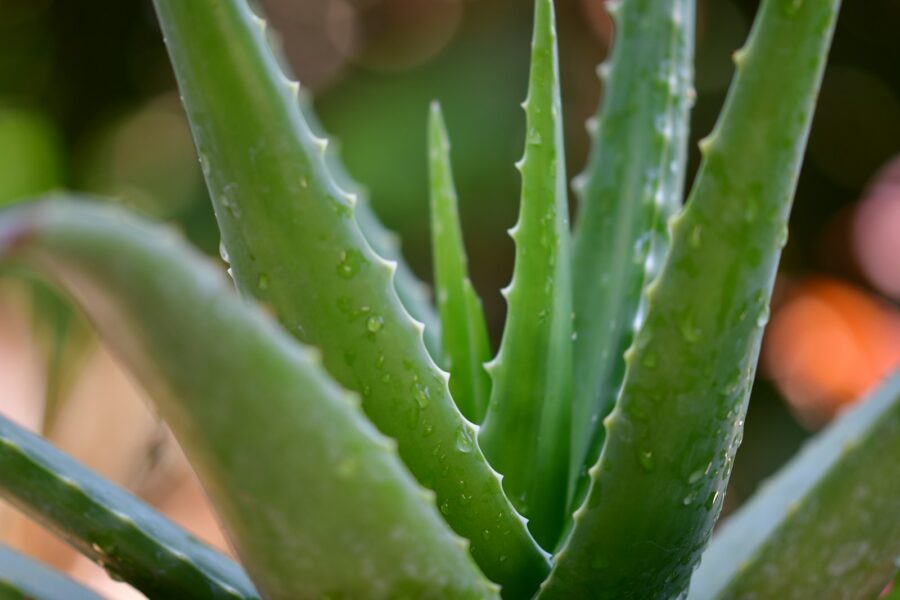 Jak často zalévat aloe vera