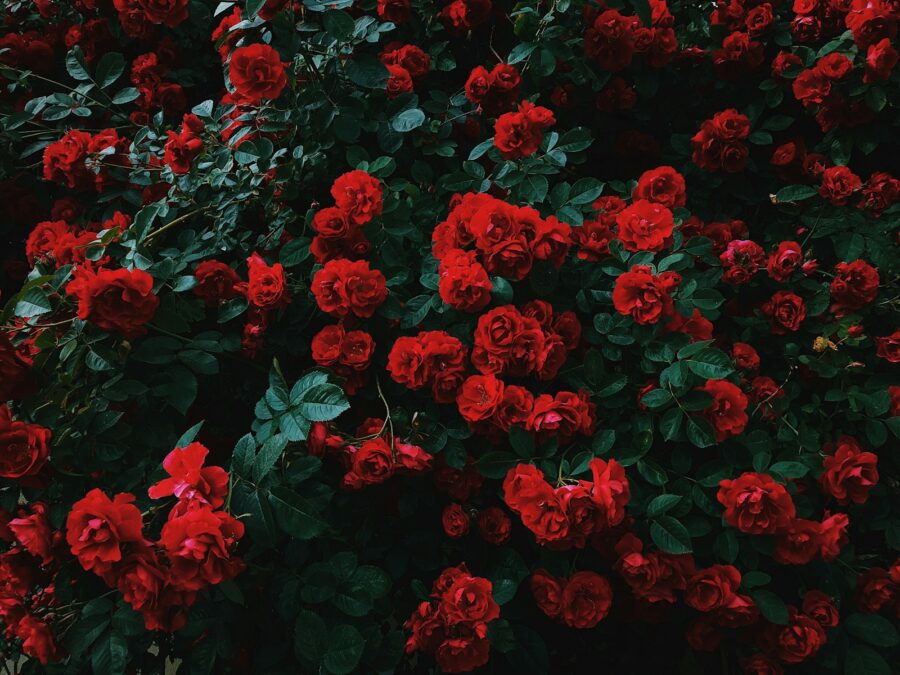 Rozdíly mezi pnoucí a popínavou růží: jaké jsou?